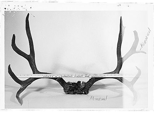 Second place, mule deer (typical)